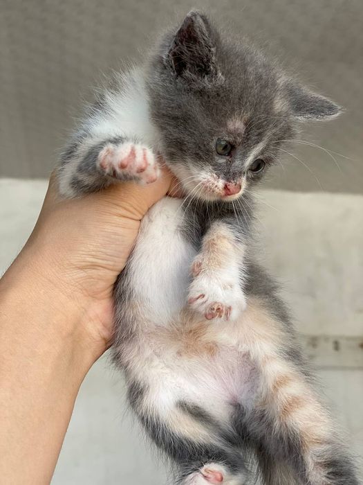 Ajoyib yalangoch tanalari bilan maftunkor osiyolik ayollarning seksual fotosuratlari