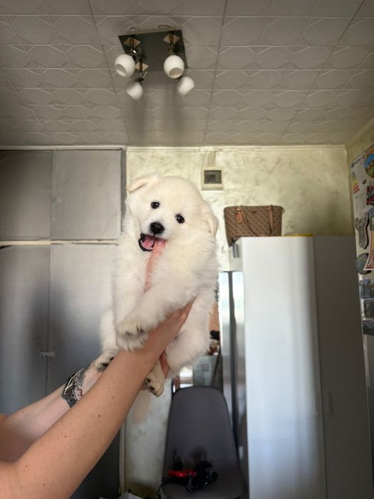 Spitz german 5 saptamani