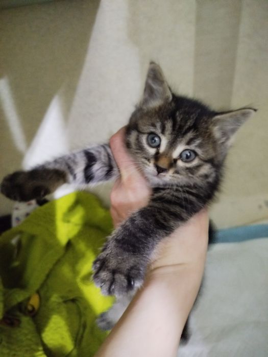 Котенок девочка 1.5 мес отдаю