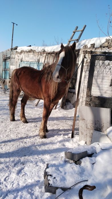 Жеребец айгыр сатылады