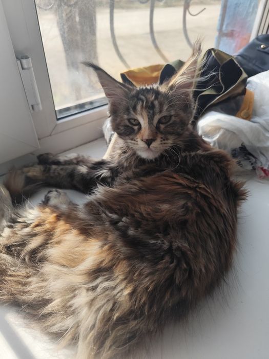 Продаю куно-девочку