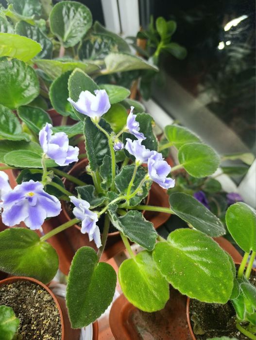 Продаются фиалки