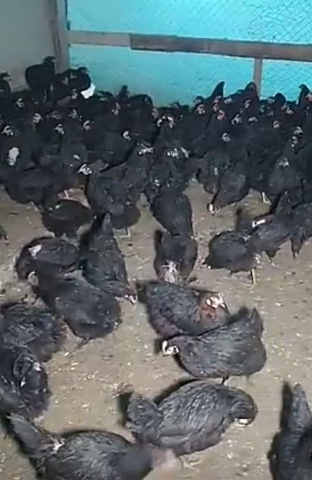 Damashniy tuxumla.Qora tovuqlaniki.Juda mazali,tabiiy