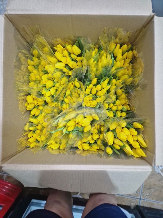 Тюльпаны продаем