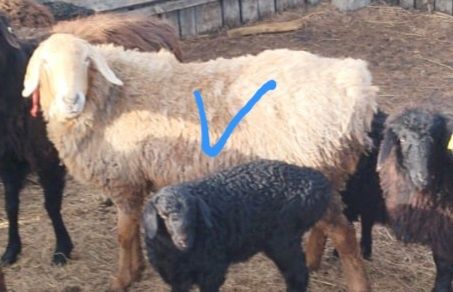 Продается овечка