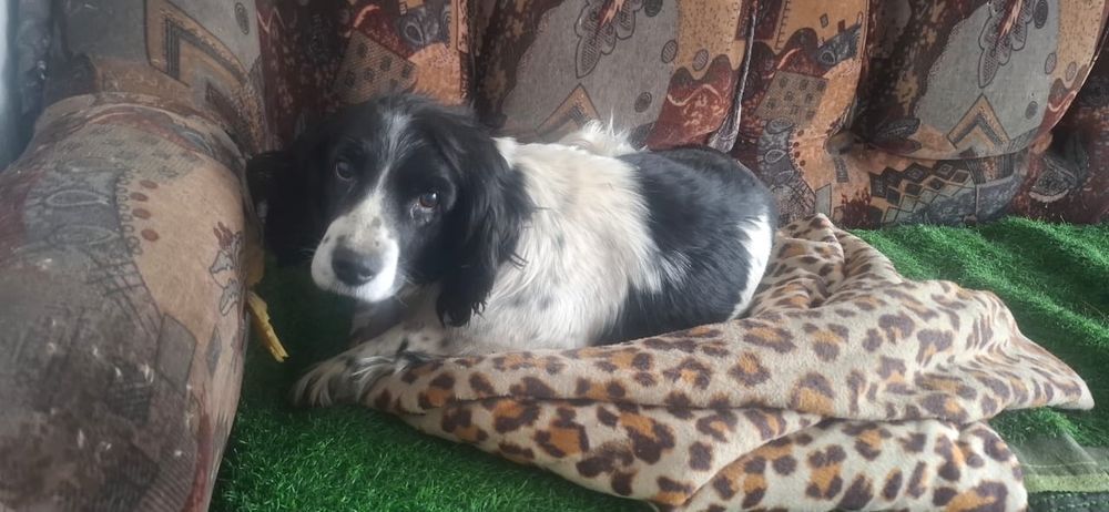 Продам Спаниель 2 года