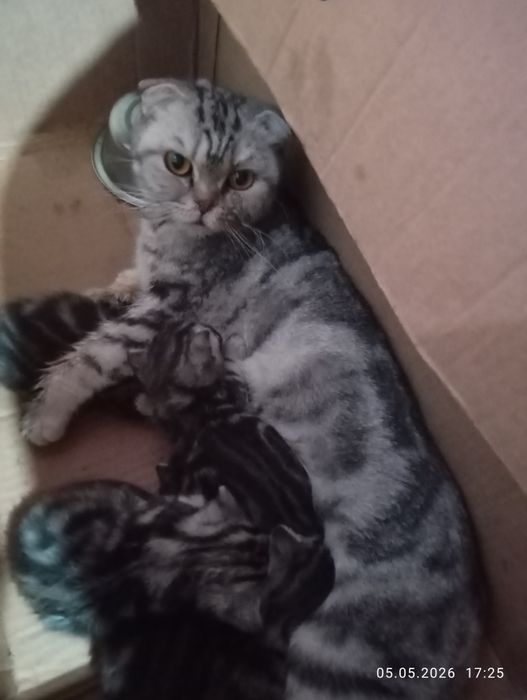 Продаются  Шотландские  котята