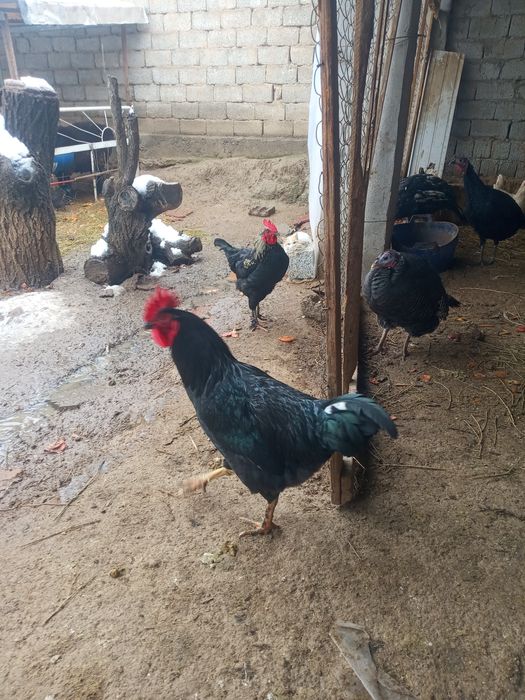 Brama va Qora shaxzoda xorozi (chatishgan)