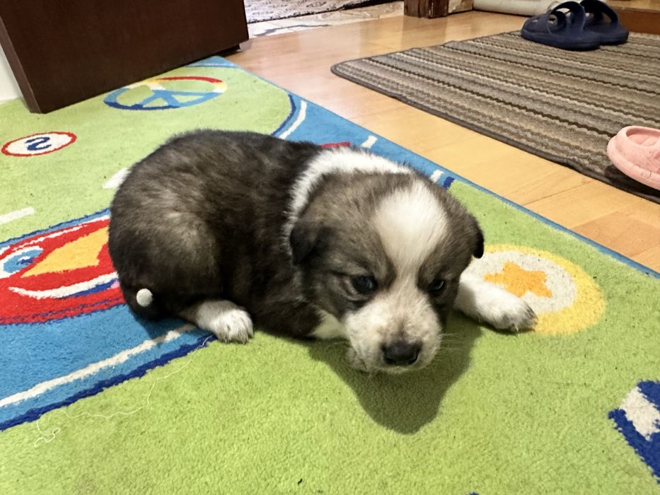 Щенки в хорошие руки