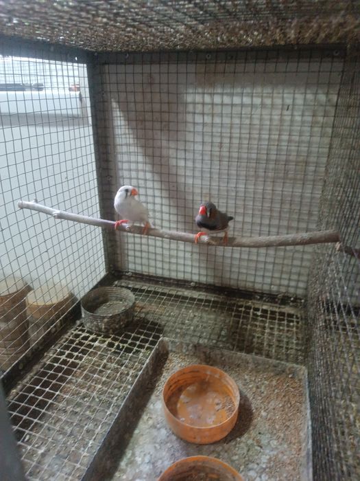 Продаются зебровые амадины