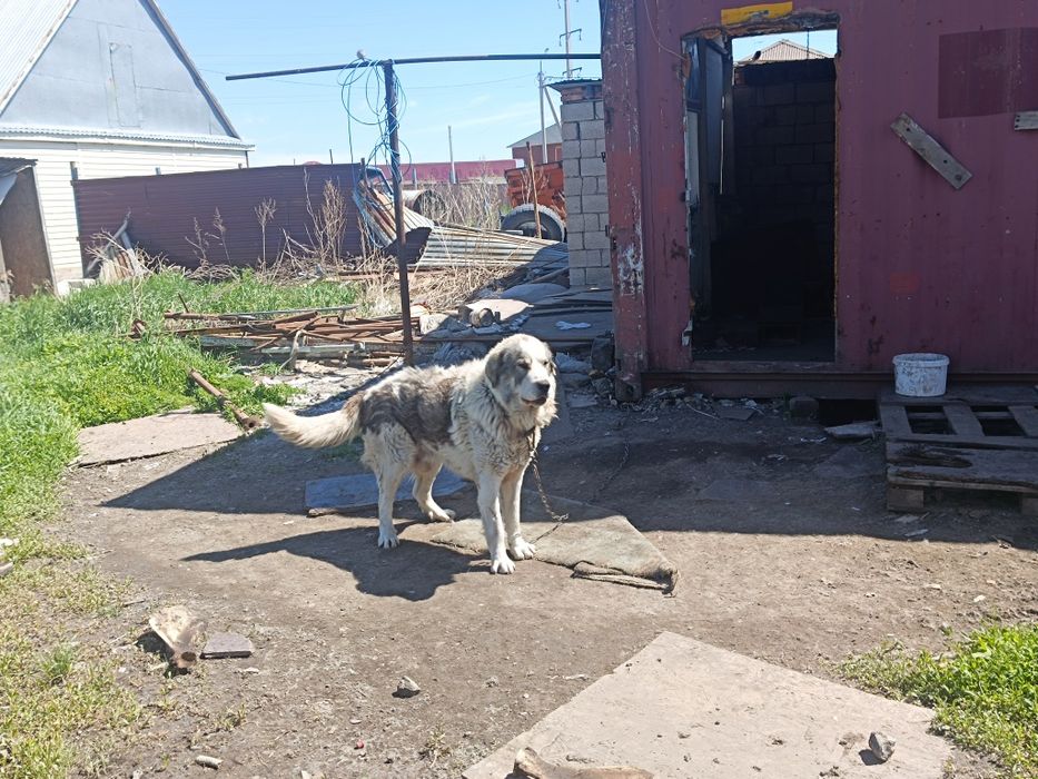 Алабай молодой и воспитанный