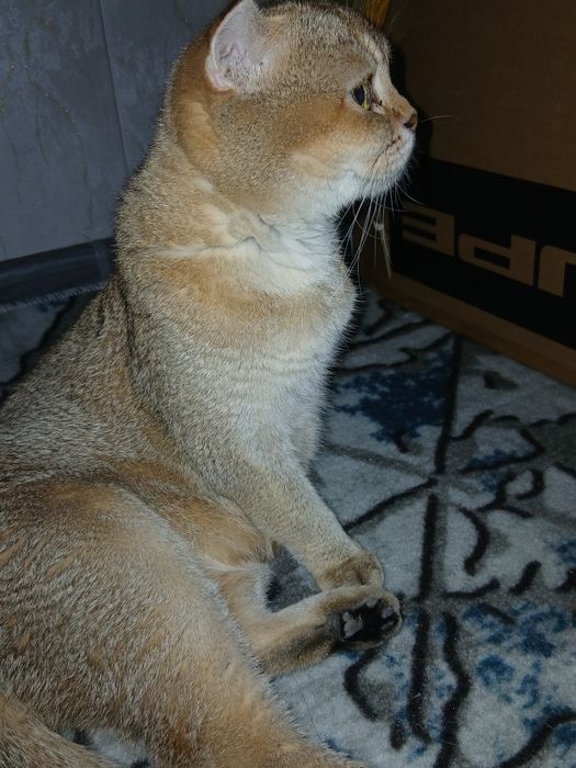 Британская короткошёрстная золотистого окраса.