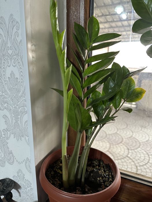 Продам домашние цветы