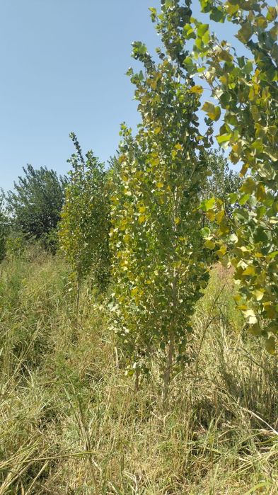 Продаю цаженцы деревя