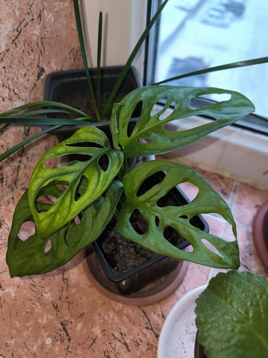 Комнатные растения цветы монстера