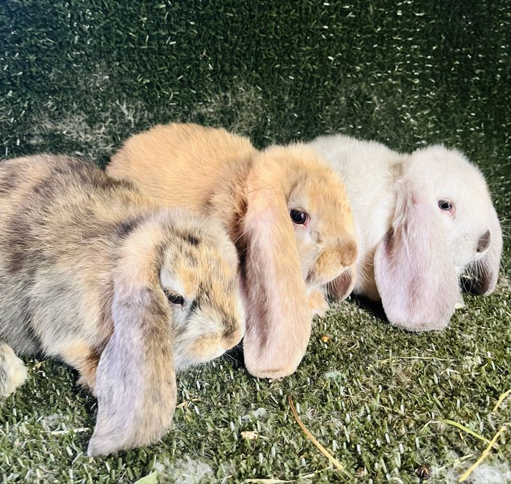 Masculi berbec german 2 luni