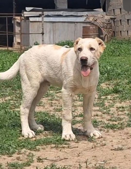 Сао  Еркек 3,5 айлық супер тяж