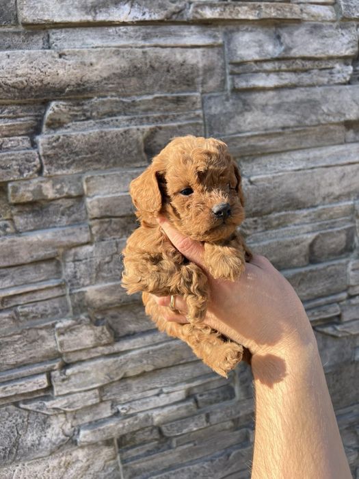 Мини Той пуделчета