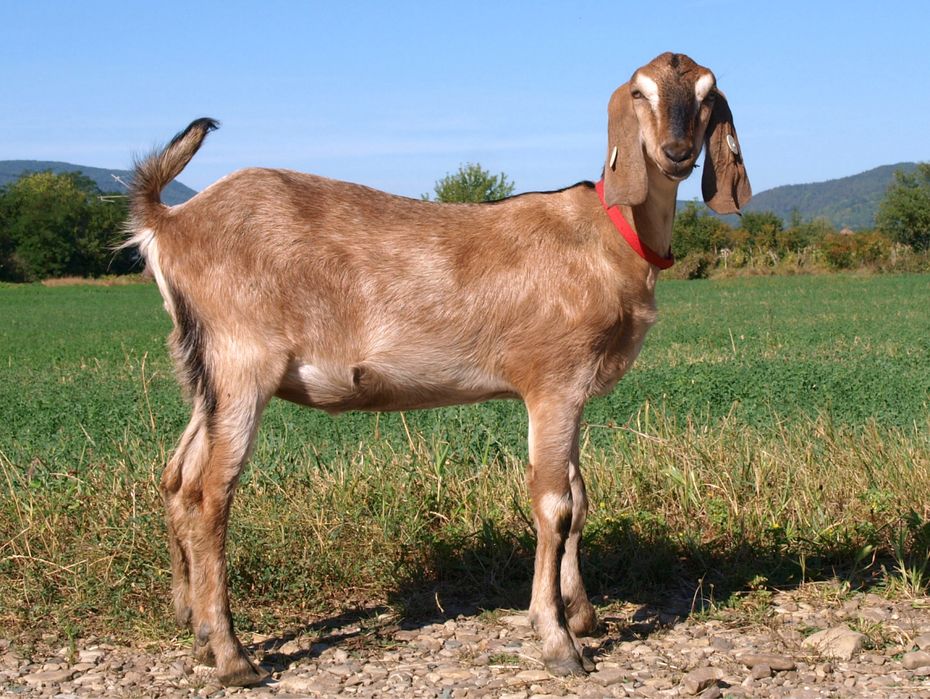 Anglo nubiene cu Pedigree si genetica TOP