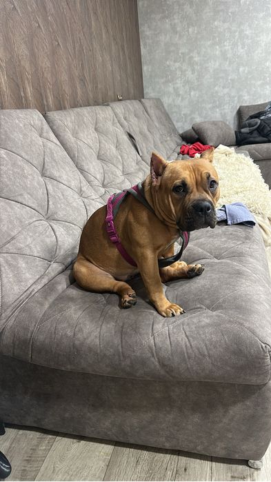 Продам американского булли