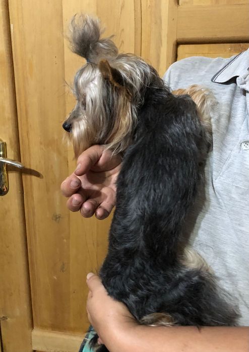 Йоркширский терьер щенки