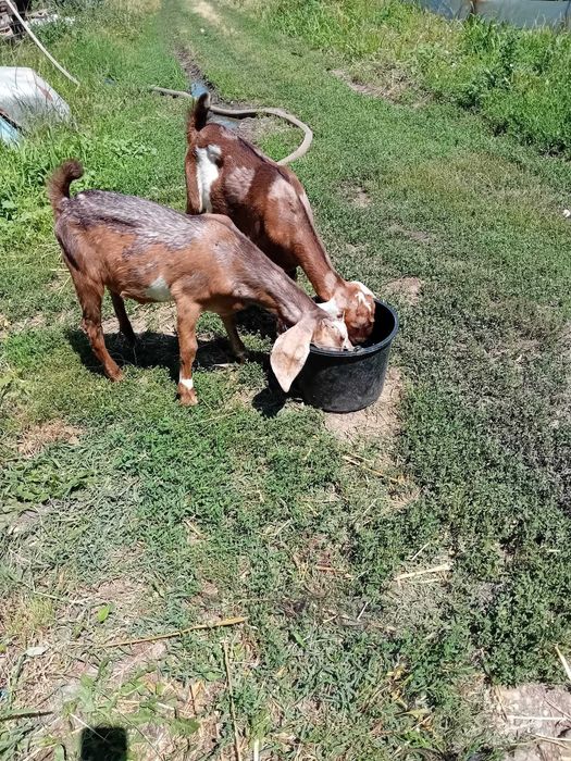 Animale si legume