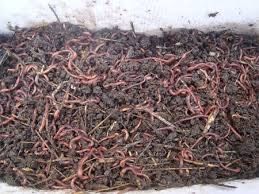 Калифорнийские черви