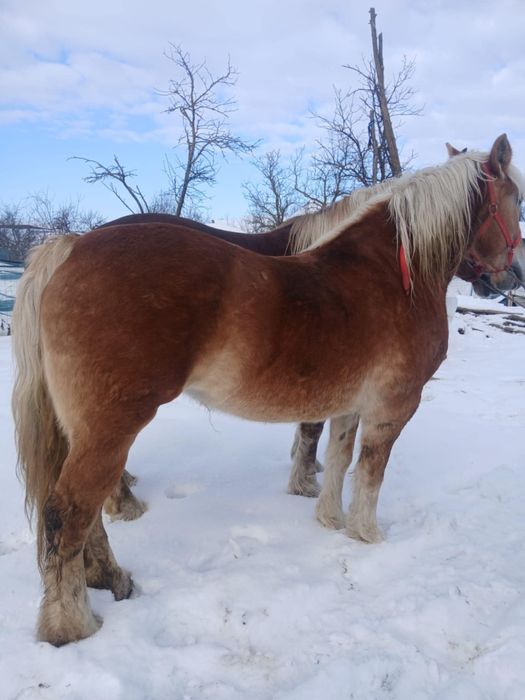 Vand iapa in varsta de 6 ani