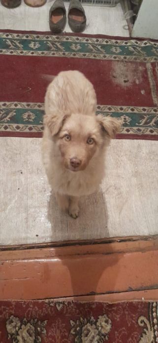 Супер красивый мальчик ищет дом !