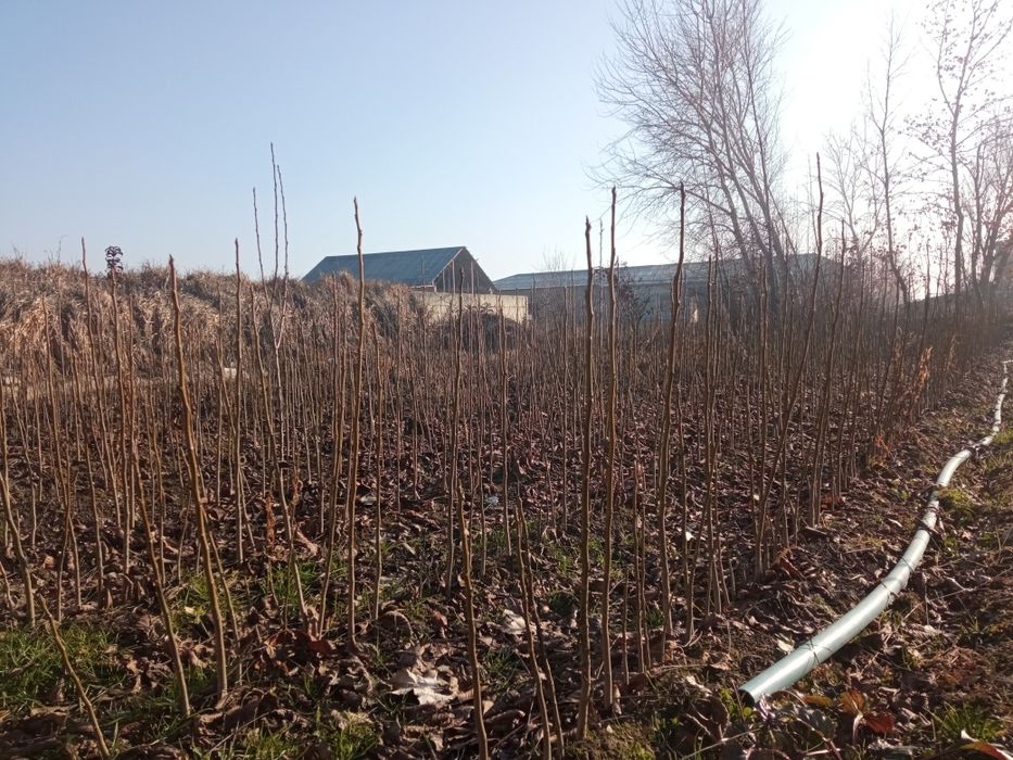 Karlik yongʻoq Samarqand