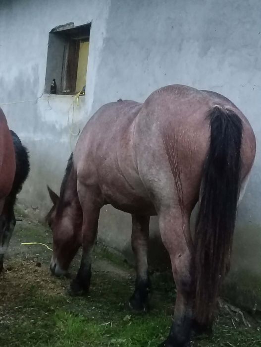 Vând o mânză de 2 ani.  Vând 3 oi rasa Rouge de I'Ouest