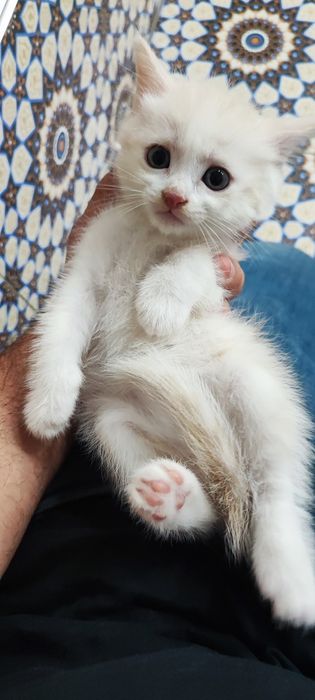 Shinshilla zotli mushukchalar sotiladi 200