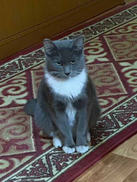 Отдам кота в добрые руки