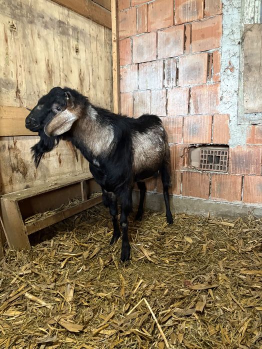 Vand țap angolanibian