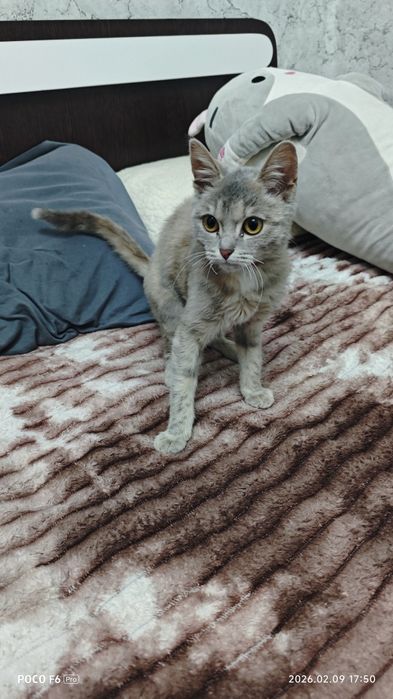 Отдам котика в хорошие руки