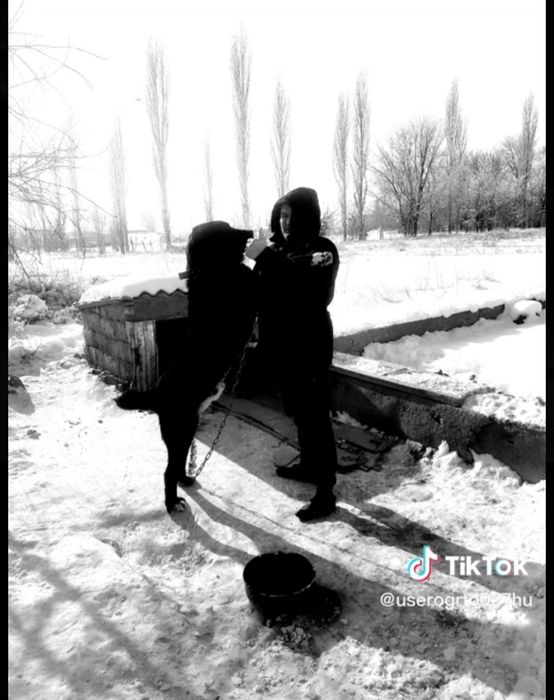 Алабай  вес 85 кг