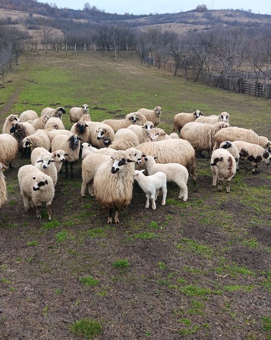 Oi  cu miei  de vanzare