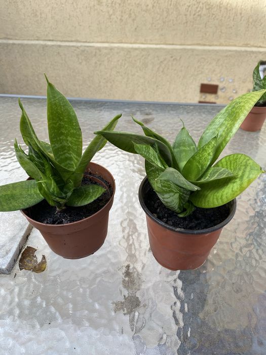 sansevieria- 35 lei/2 ghivece