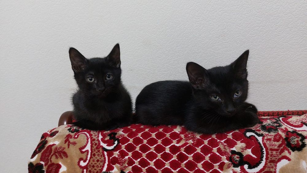 Котята 3мес мальчики