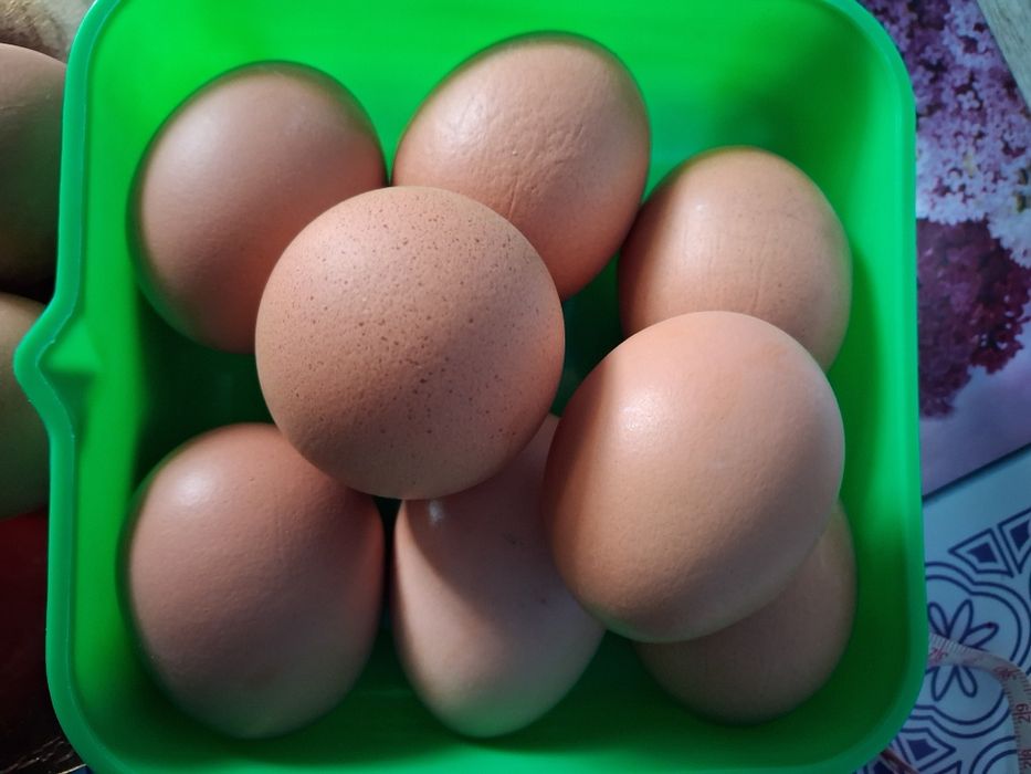Ouă proaspete de casă