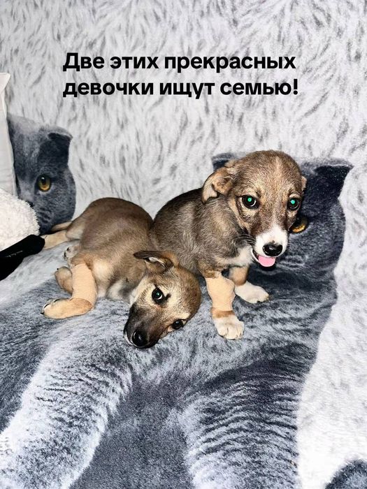 ищу дом этим милым щенкам (девочкам) 
Щеночки очень добрые,