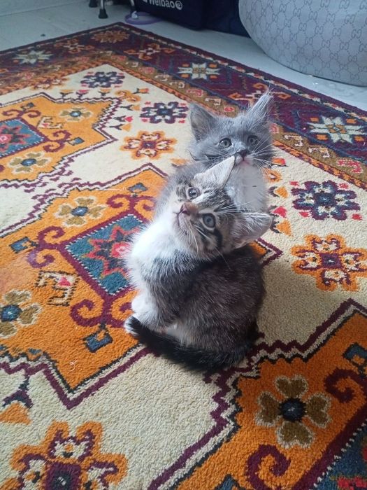 Mushuk uy mushugi toza latok biladi aqilli oʻyinqatoq mushuk bollari
