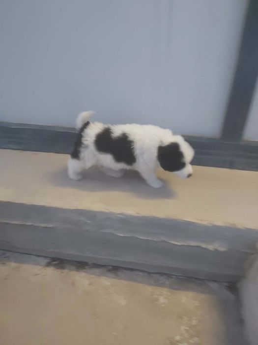 Каракачански кучанца