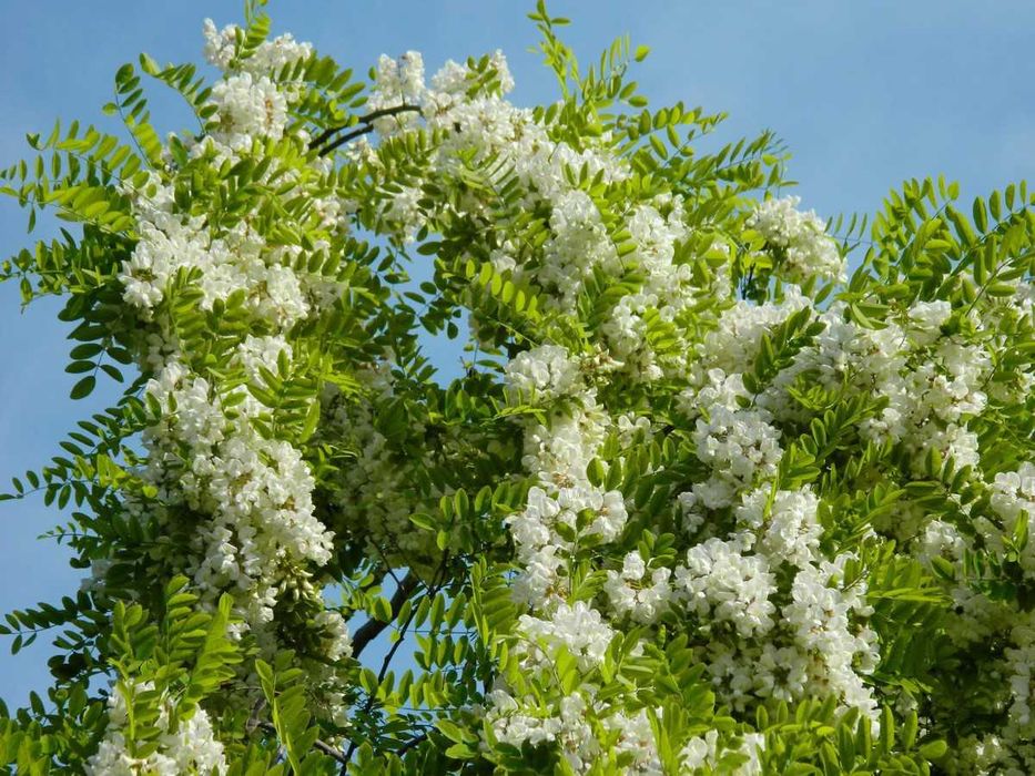 Акация дерево ( манзарали дарахт ) Сувсизликка чидамли. 100 минг сўм.