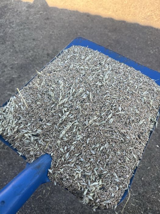 Продам зерноотходы пшеничные, пшеница, ячмень