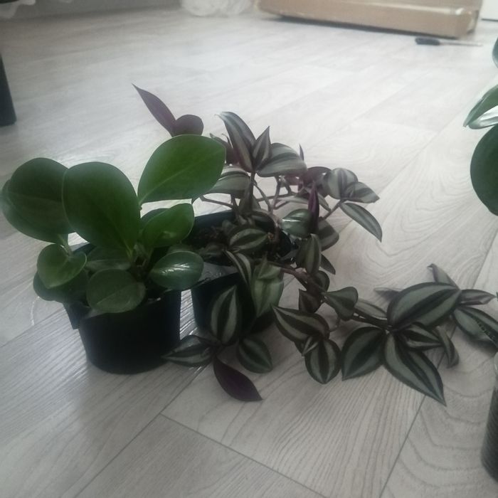 Продам цветы комнатные