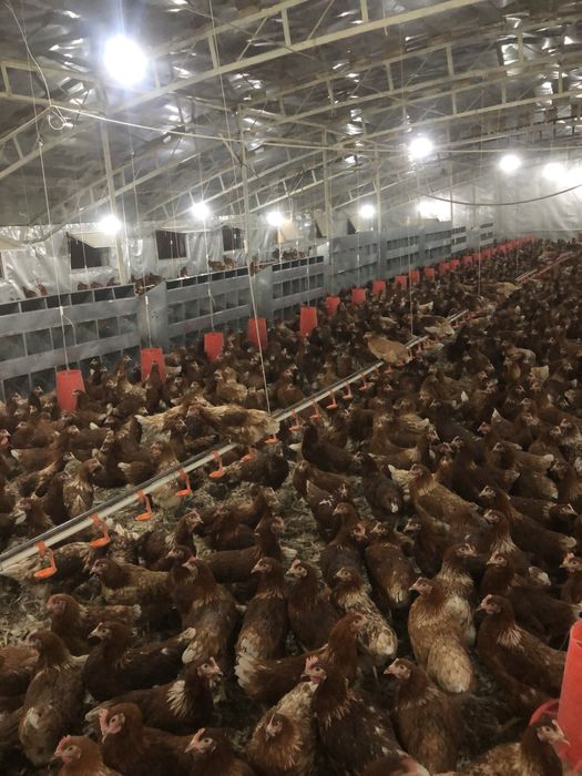 Dominant braun jujalari   tuxumlari sotiladi