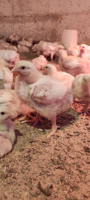 Продам двухнедельных цыплят бройлеров