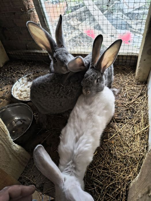 домашни заици за колене или разплод