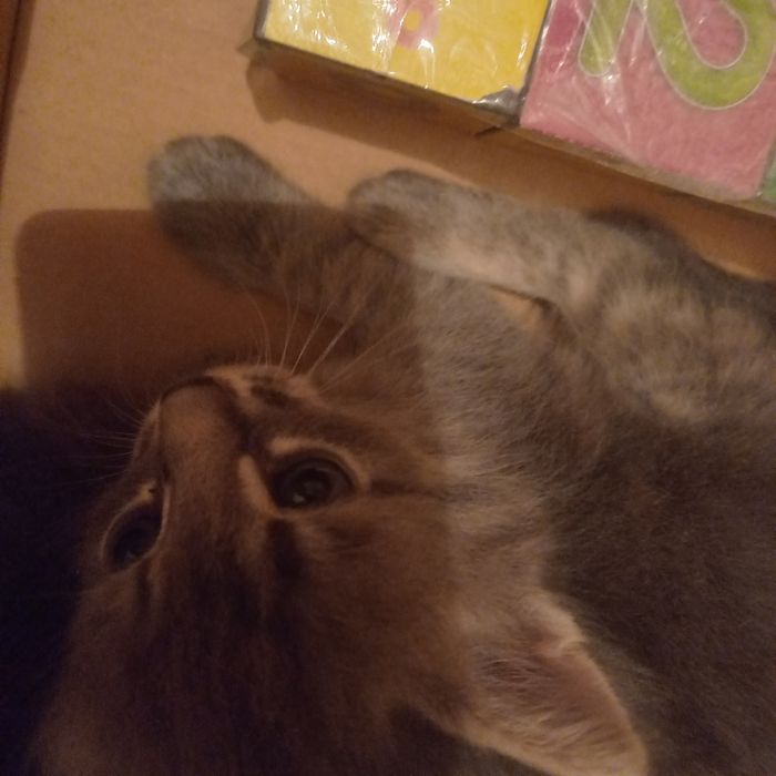 Котята  мальчики один месяц